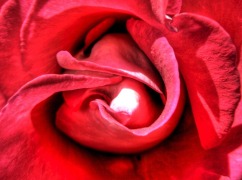 Rosa roja | Red rose